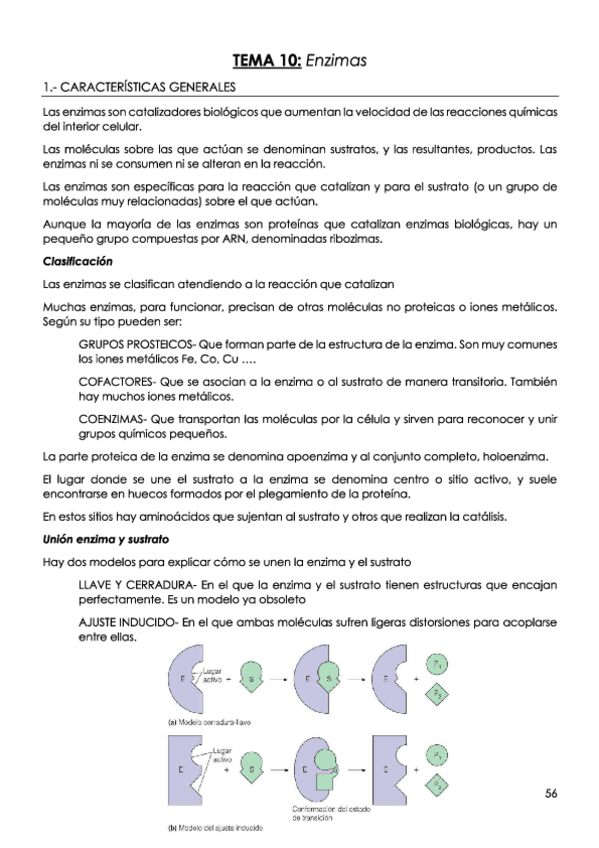 Miniatura del documento TEMA-10-Enzimas.pdf