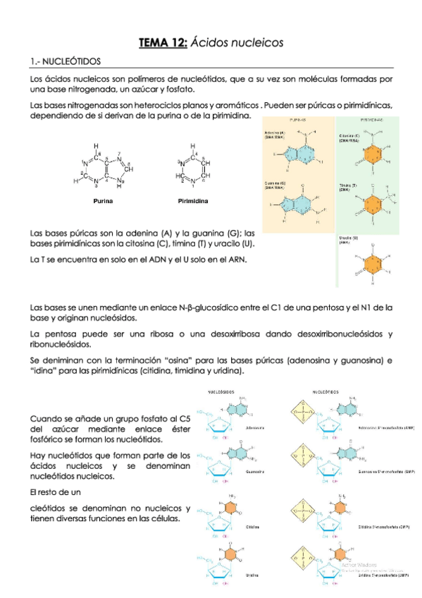 Miniatura del documento TEMA-12-Acidos-nucleicos.pdf
