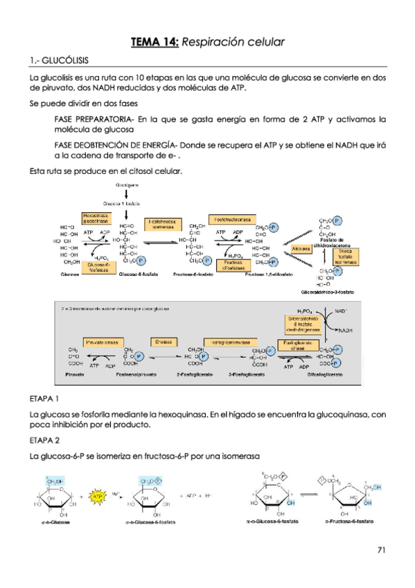 Miniatura del documento TEMA-14-Respiracion-celular.pdf