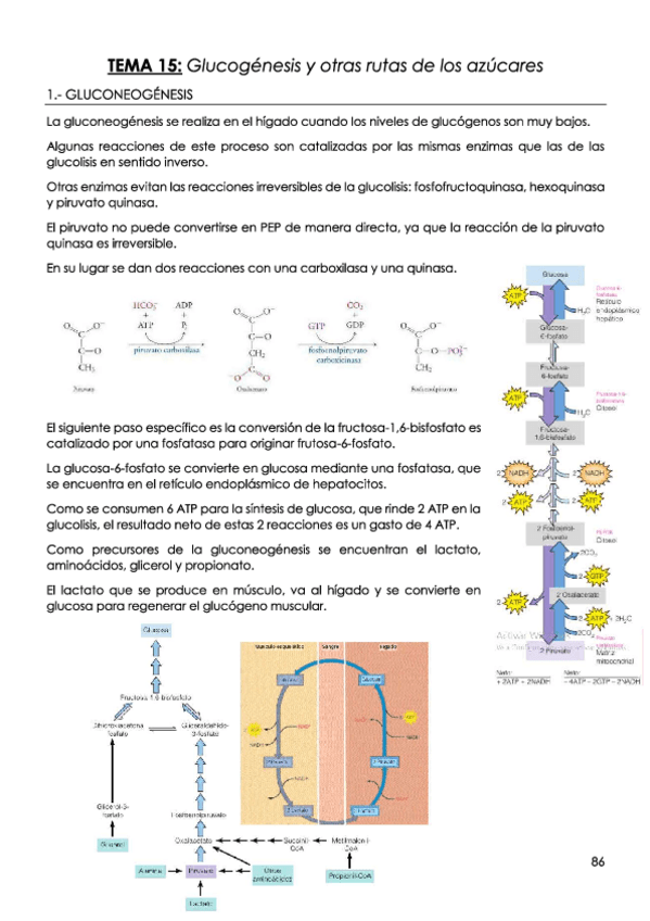 Miniatura del documento TEMA-15-Glucogenesis-y-otras-rutas-de-los-azucares.pdf
