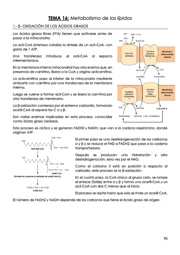 Miniatura del documento TEMA-16-Metabolismo-de-los-lipidos.pdf