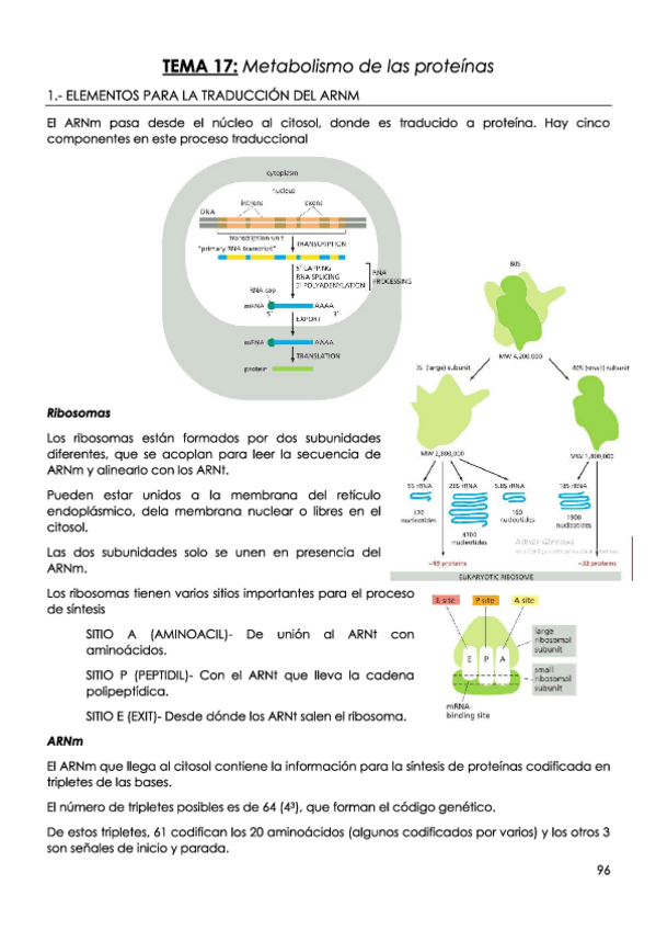 Miniatura del documento TEMA-17-Metabolismo-de-las-proteinas.pdf
