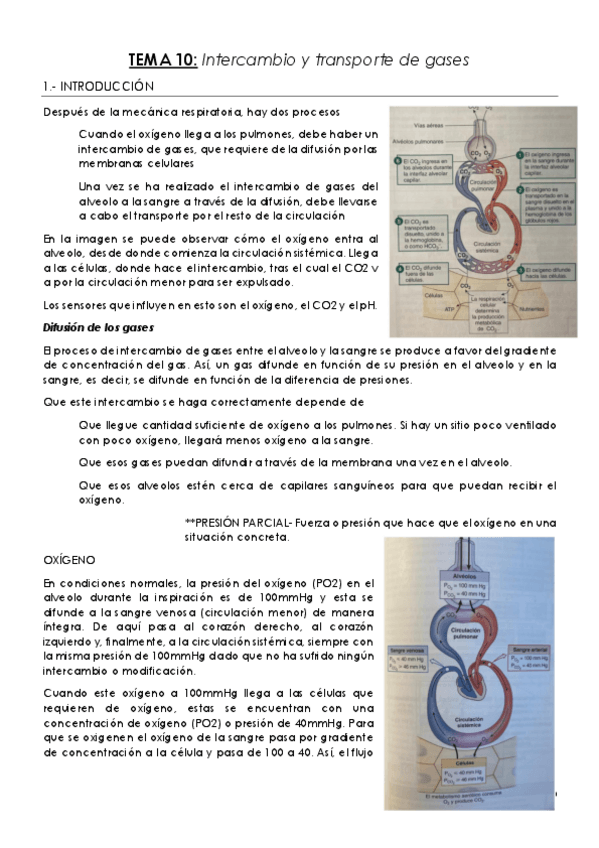 Miniatura del documento TEMA-10-Intercambio-y-transporte-de-gases.pdf
