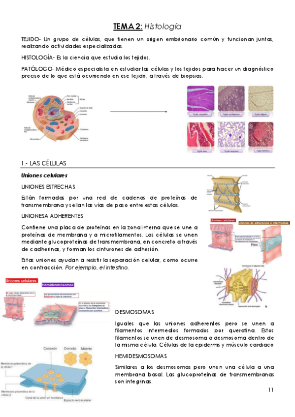 Miniatura del documento TEMA-2-Histologia.pdf