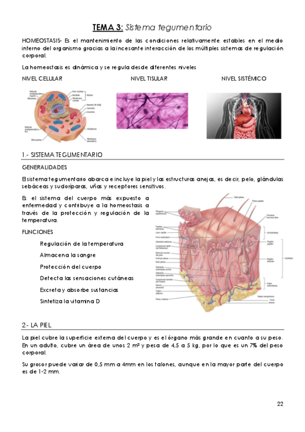 Miniatura del documento TEMA-3-Sistema-tegumentario.pdf