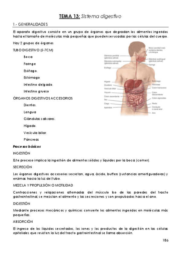 Miniatura del documento TEMA-13-Sistema-digestivo.pdf