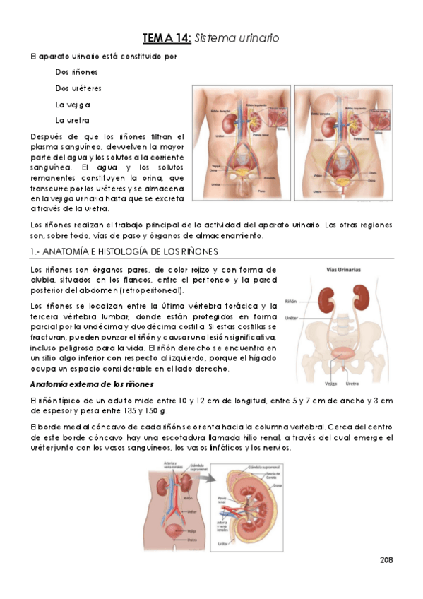 Miniatura del documento TEMA-14-Sistema-urinario.pdf