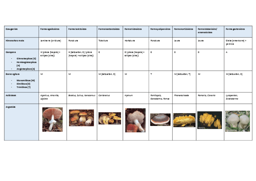 Miniatura del documento Basidiomak-taula.pdf