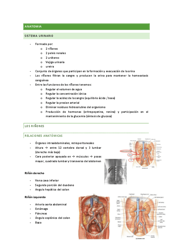 Miniatura del documento renal-anato.pdf