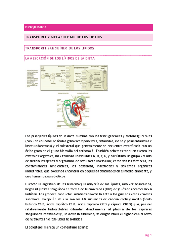 Miniatura del documento metabolismo-lipidos-bioquimica.pdf