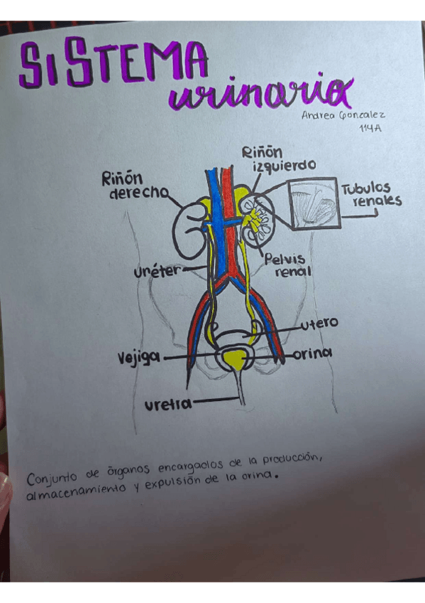 Miniatura del documento SISTEMA-URINARIO.pdf