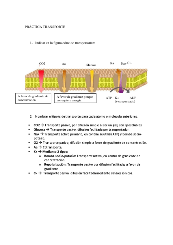 Miniatura del documento PRACTICA-TRANSPORTE-ejercicios.pdf
