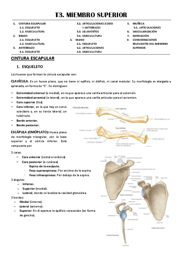Miniatura del documento T3-MIEMBRO-SUPERIOR.pdf