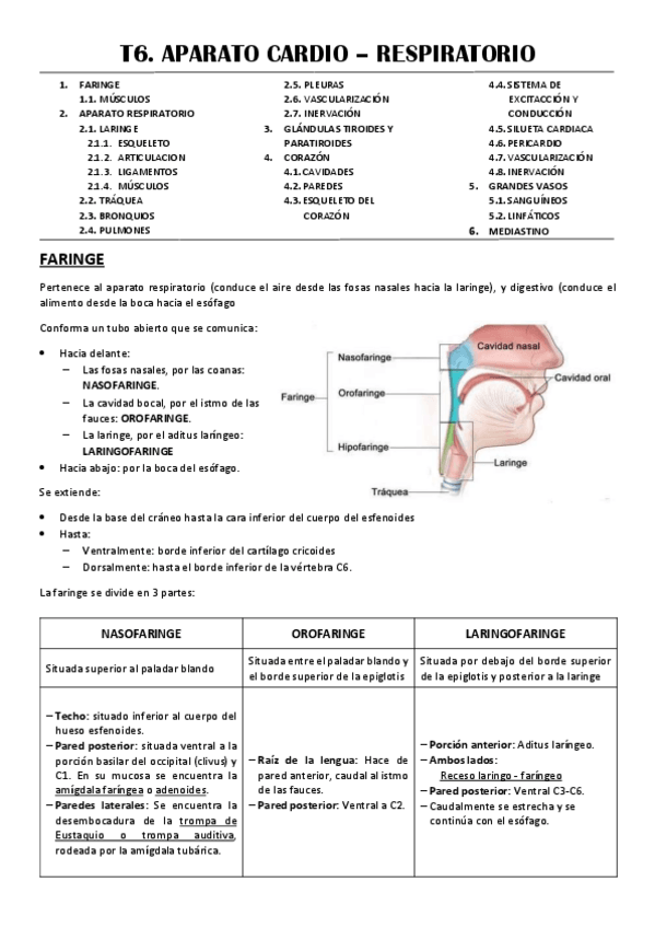 Miniatura del documento T6-APARATO-CARDIO-RESPIRATORIO.pdf