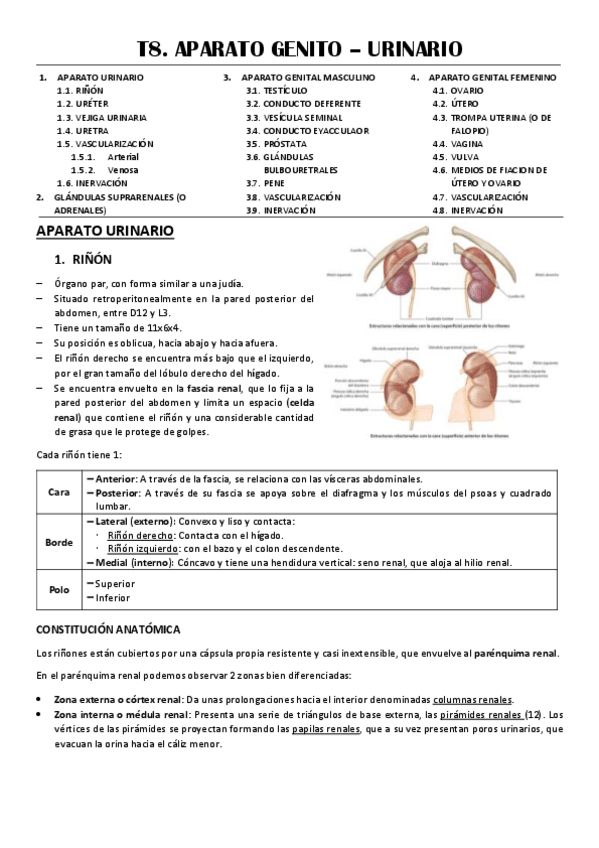 Miniatura del documento T8-APARATO-GENITO-URINARIO.pdf