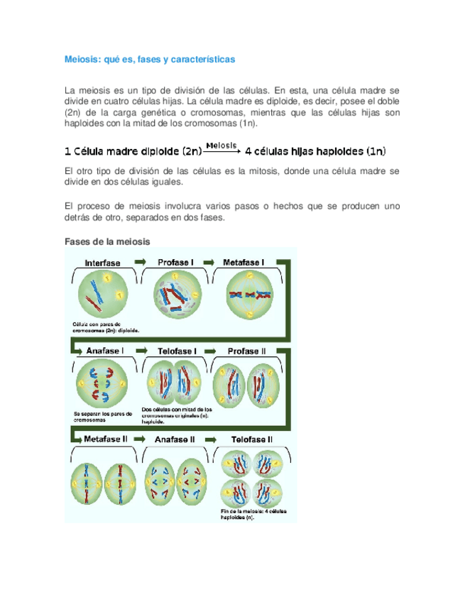 Miniatura del documento Meiosis-RESUMEN.docx