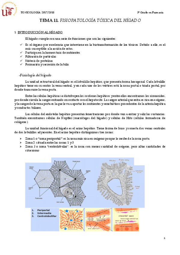 Miniatura del documento TEMA 11 FISIOPATOLOGÍA TÓXICA DEL HÍGADO.pdf