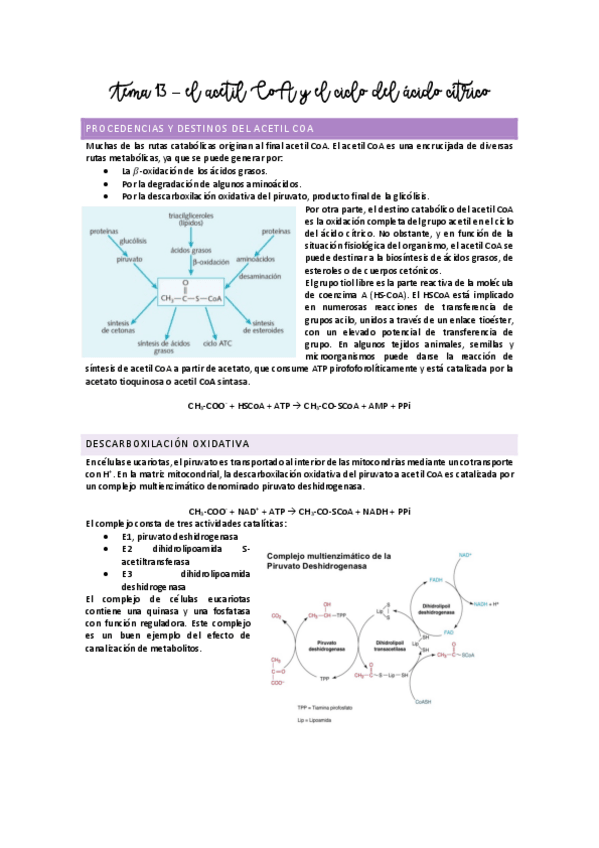Miniatura del documento Tema 13 - El acetil CoA y el ciclo del ácido cítrico.pdf