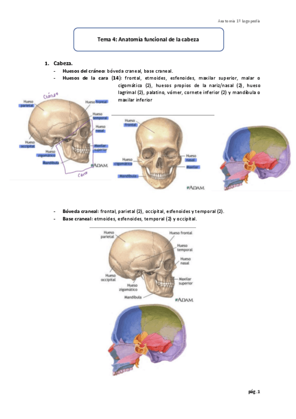 Miniatura del documento Tema-4-Anatomia-funcional-de-la-cabeza.pdf