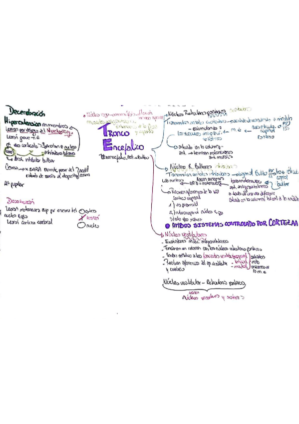 Miniatura del documento tronco-encefalico.pdf