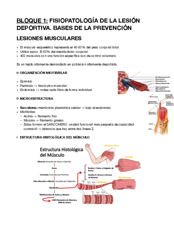 Miniatura del documento APUNTES-DEPORTIVA.pdf