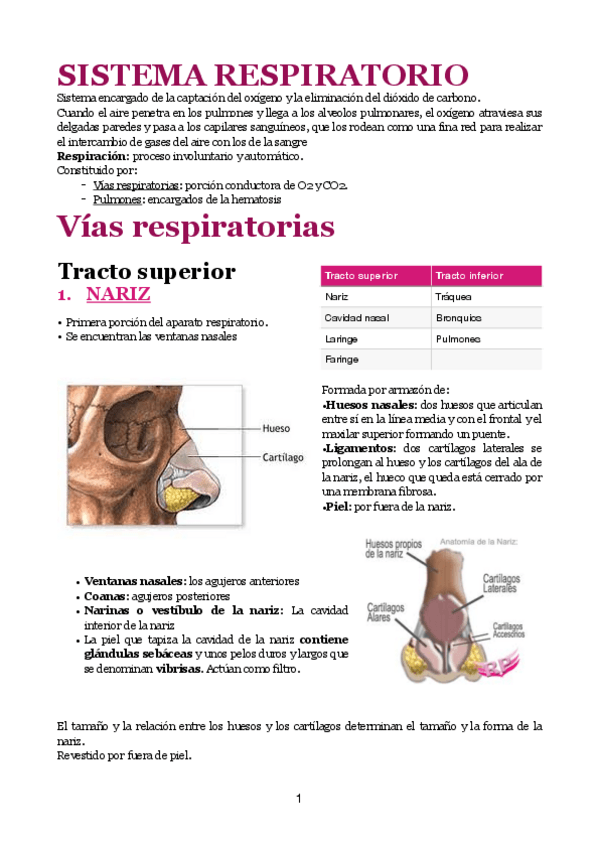 Miniatura del documento RESPIRATORIO.pdf