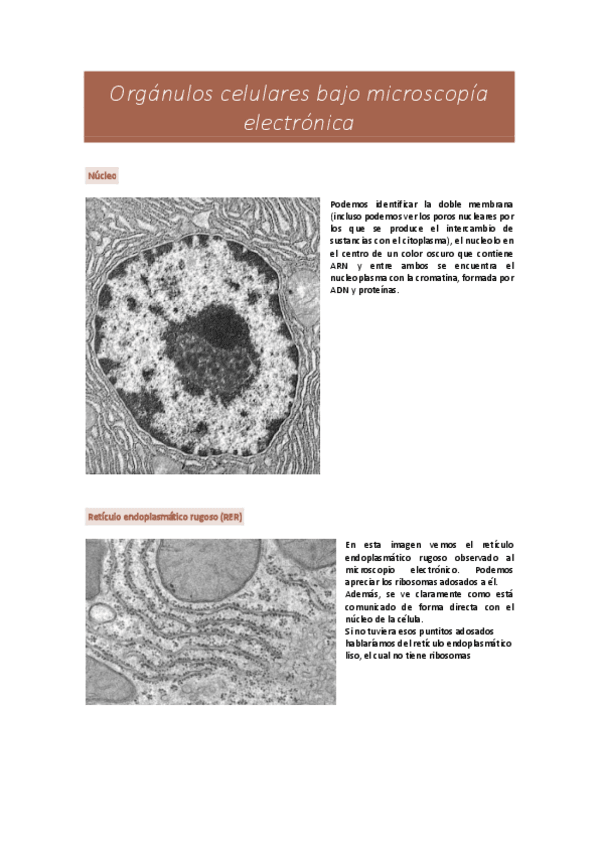 Miniatura del documento Orgánulos celulares bajo microscopía electrónica.pdf