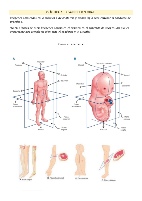 Miniatura del documento PRACTICA-1.-EMBRIOLOGIA.-DESARROLLO-SEXUAL-Y-PLANOS.pdf