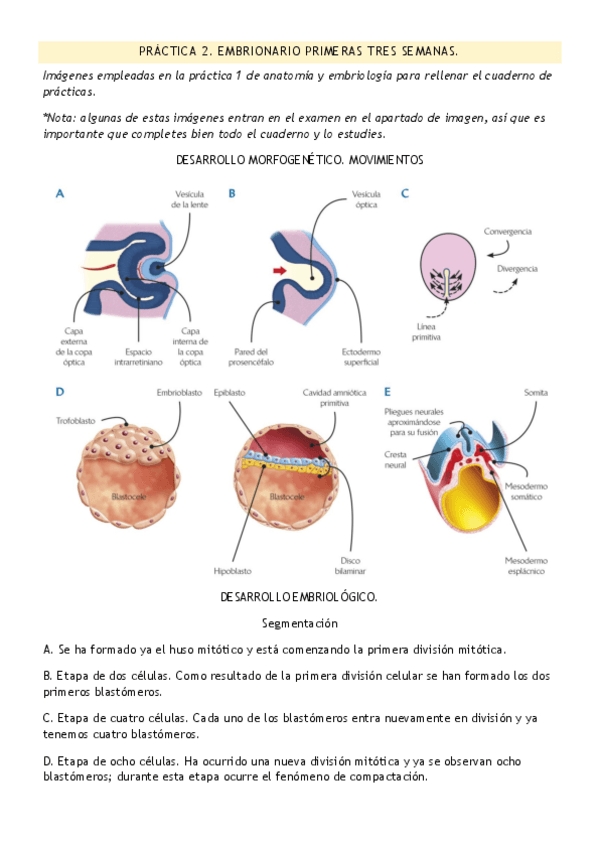 Miniatura del documento DESARROLLO-EMBRIONARIO-PRIMERAS-TRES-SEMANAS.pdf