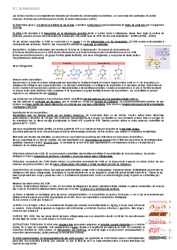 Miniatura del documento Resumen-UD-5-Los-acidos-nucleicos.pdf