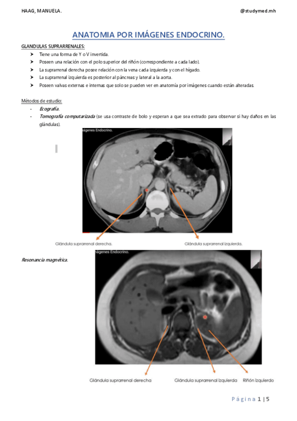 Miniatura del documento ANATOMIA-POR-IMAGENES-ENDOCRINO.pdf