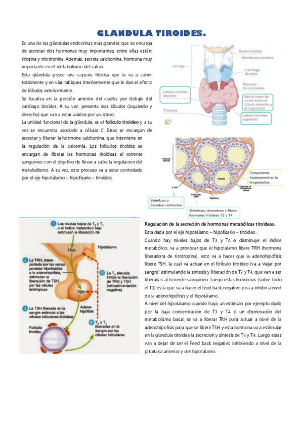 Miniatura del documento GLANDULA-TIROIDES.pdf