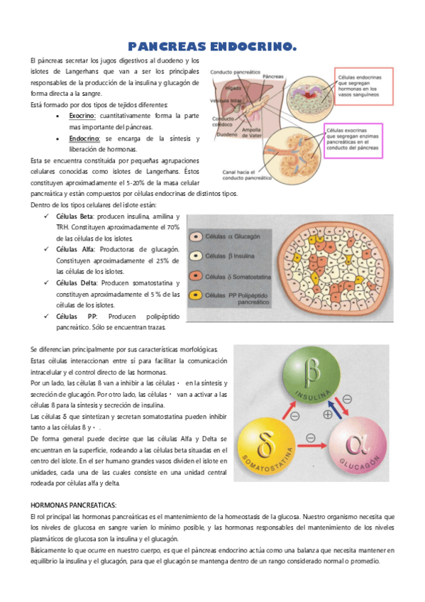Miniatura del documento PANCREAS-ENDOCRINO.pdf
