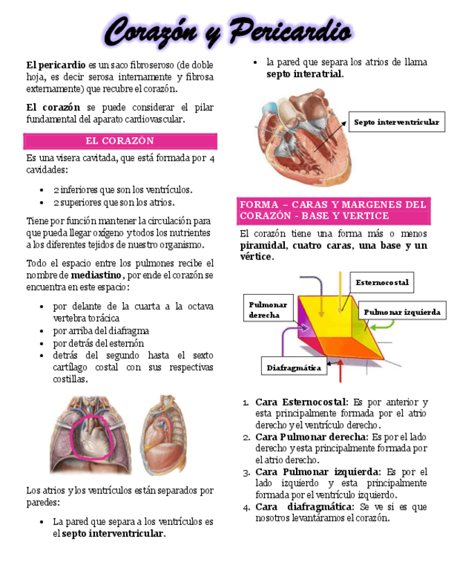 Miniatura del documento 5.-Corazon-y-pericardio.pdf