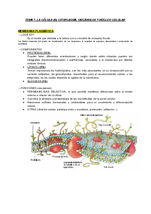 Miniatura del documento LA-CELULA-II.pdf