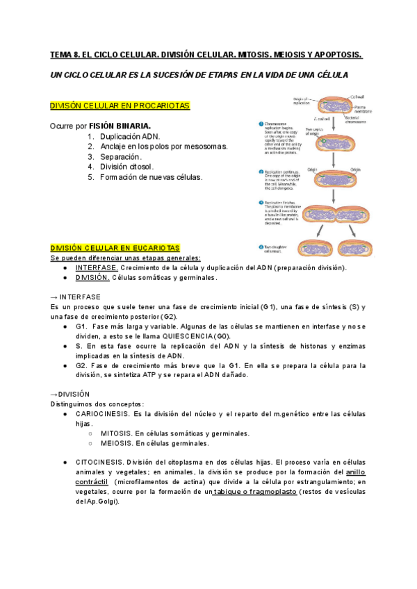 Miniatura del documento CICLO-CELULAR.pdf