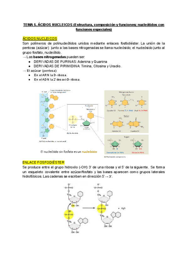 Miniatura del documento ACIDOS-NUCLEICOS.pdf