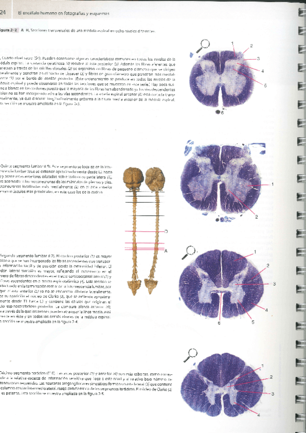 Miniatura del documento secciones-medula-espinal.pdf