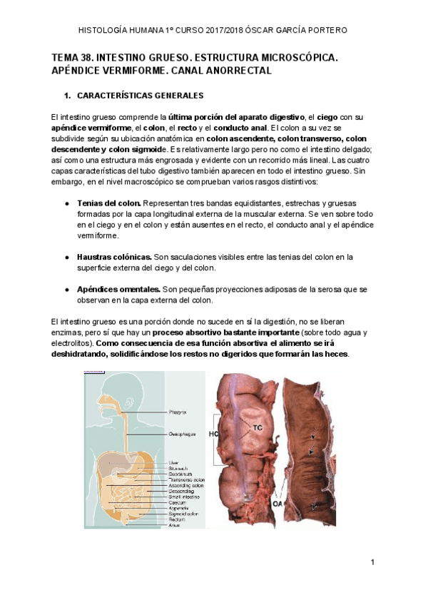 Miniatura del documento TEMA 38. INTESTINO GRUESO.pdf