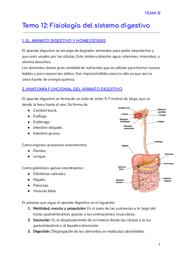 Miniatura del documento Tema-12-Fisiologia-del-sistema-digestivo.pdf