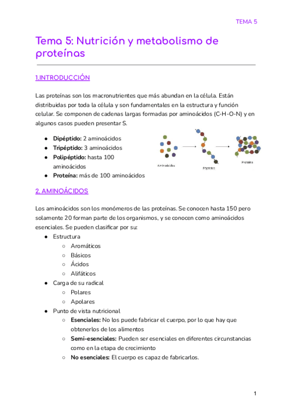 Miniatura del documento Tema-5-Nutricion-y-metabolismo-de-proteinas.pdf