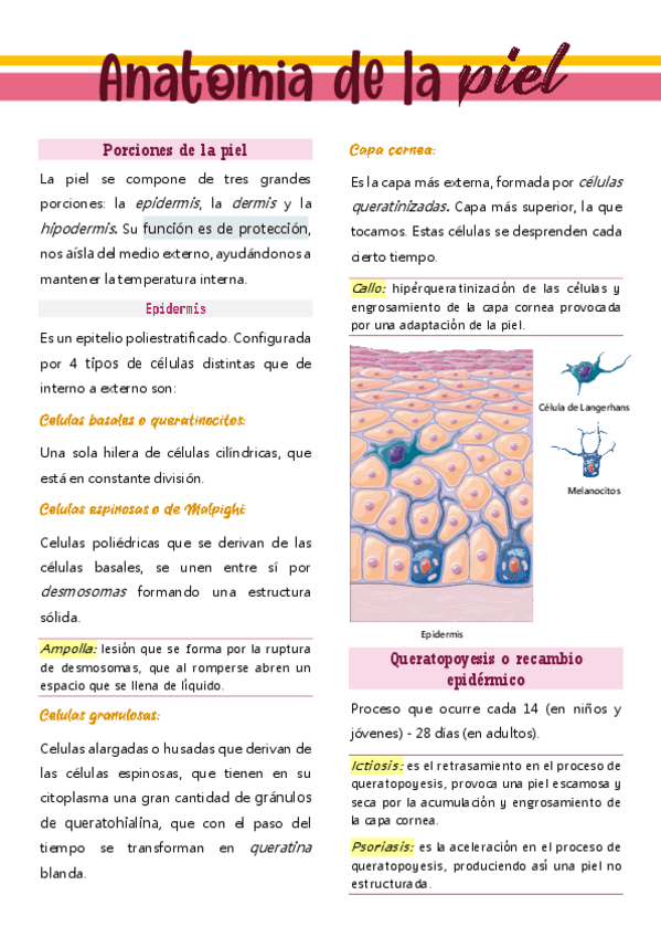 Miniatura del documento ANATOMIA-DE-LA-PIEL.pdf