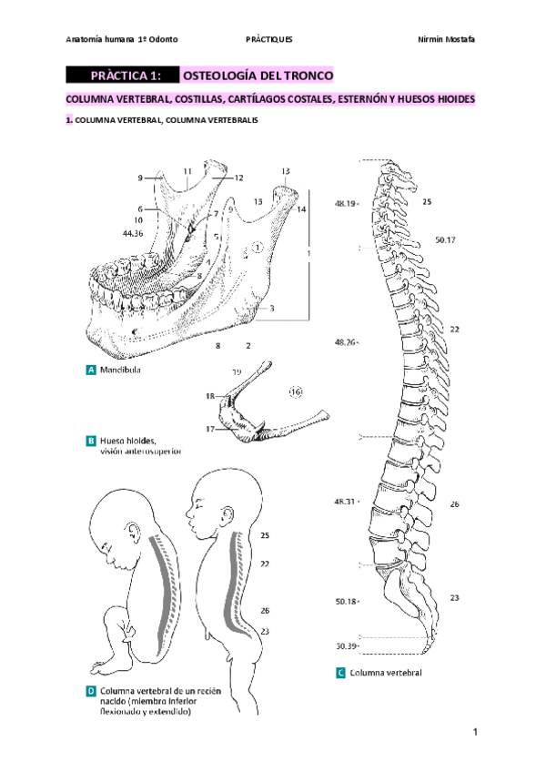 Miniatura del documento ESTUDIO-PRACTICAS-ANATOMIA-HUMANAATLAS-FENEIS.pdf