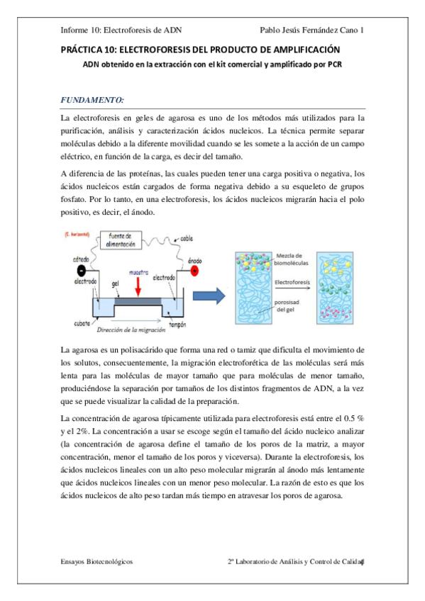 Miniatura del documento Practica-10.-Electroforesis-ADN-con-calculos.pdf