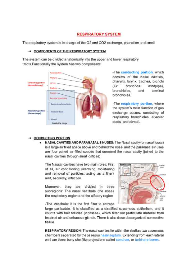 Miniatura del documento Respiratory-and-immune-system.pdf
