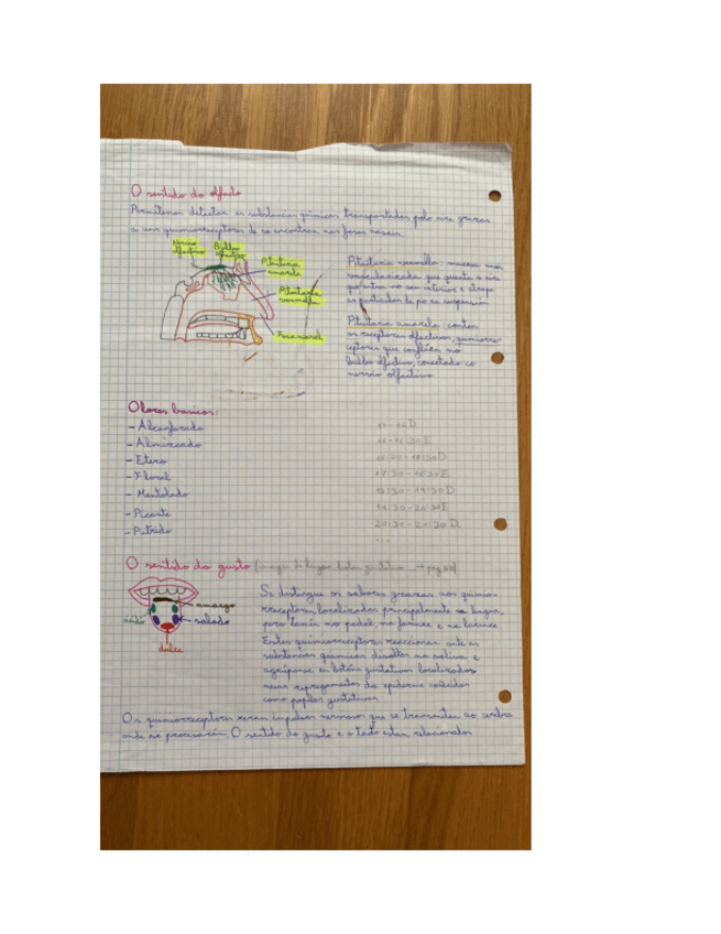 Miniatura del documento os-sentidos.pdf