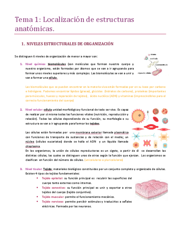 Miniatura del documento Tema-1-localizacion-de-estructuras-anatomicas.pdf