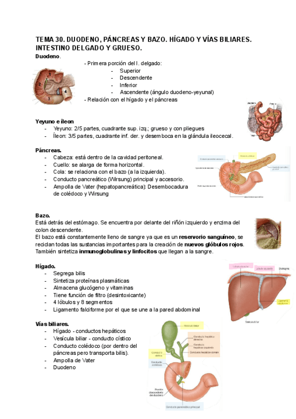 Miniatura del documento TEMA-30-SITEMA-DIGESTIVO-2-ANATOMIA.pdf