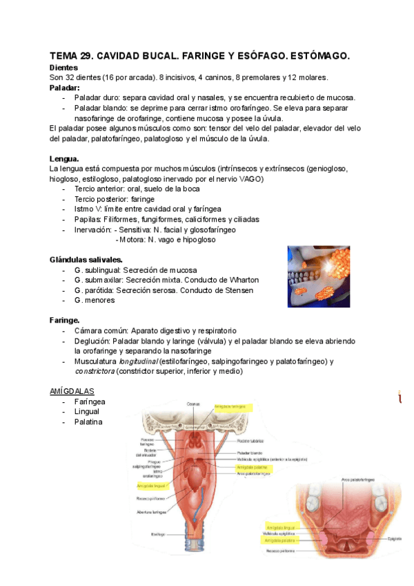 Miniatura del documento TEMA-29-SITEMA-DIGESTIVO-1-ANATOMIA.pdf