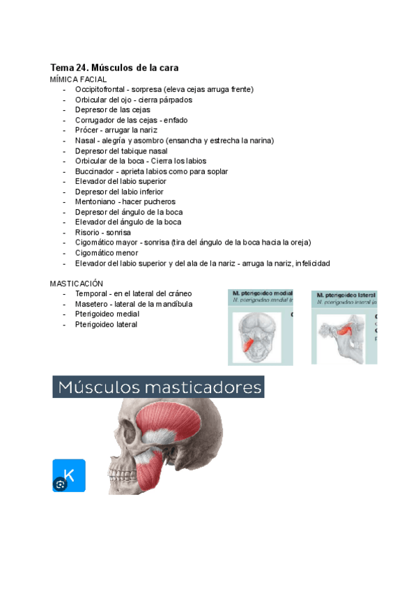 Miniatura del documento TEMA-24-MUSCULOS-DE-LA-CARA-ANATOMIA.pdf